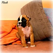 4,5 weeks